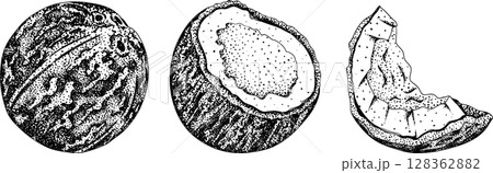 Vector engraving illustrations of coconuts. Vector engraving illustrations of coconuts. 128362882