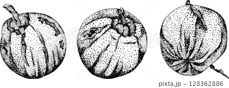 Vector engraving illustrations of coconuts. Vector engraving illustrations of coconuts. 128362886