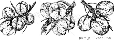 Vector engraving illustrations of coconuts. 128362890