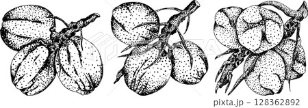 Vector engraving illustrations of coconuts. Vector engraving illustrations of coconuts. 128362892