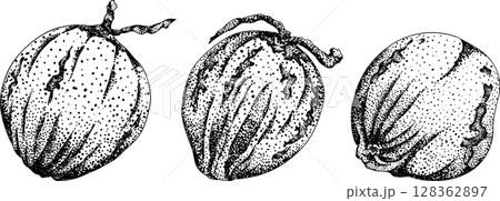 Vector engraving illustrations of coconuts. Vector engraving illustrations of coconuts. 128362897