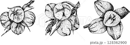 Vector engraving illustrations of coconuts. Vector engraving illustrations of coconuts. 128362900