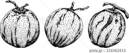 Vector engraving illustrations of coconuts. 128362913