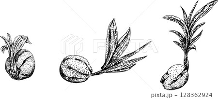 Vector engraving illustrations of coconuts. Vector engraving illustrations of coconuts. 128362924