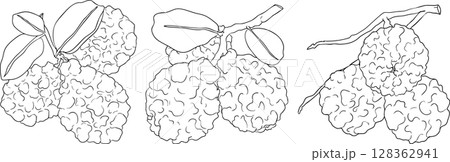 Vector line illustrations of bergamot fruit. Vector line illustrations of bergamot fruit. 128362941