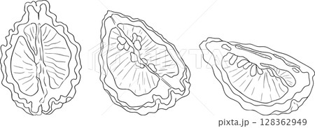 Vector line illustrations of bergamot fruit. 128362949