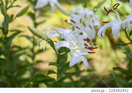 白いユリの花 ユリ 白色 花 初夏 7月 イメージ 128362952