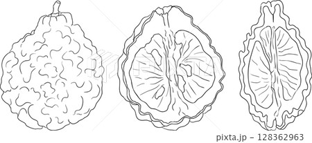 Vector line illustrations of bergamot fruit. Vector line illustrations of bergamot fruit. 128362963