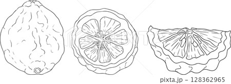 Vector line illustrations of bergamot fruit. 128362965