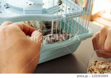 Caring for hamsters by feeding them healthy snacks while cleaning their cage during the afternoon 128363004