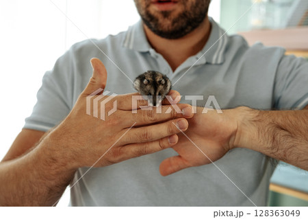 Man gently holding a small pet rodent in his hands at home during the afternoon 128363049