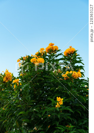 Bright yellow flowers bloom against a clear blue sky in a vibrant garden setting 128363127