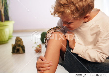 Child interacts with leopard gecko in cozy indoor setting during afternoon playtime Child interacts with leopard gecko in cozy indoor setting during afternoon playtime 128363159