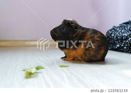 Cute brown and black guinea pig nibbling on fresh greens indoors in a cozy environment 128363216
