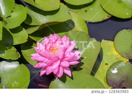 睡蓮 スイレン ピンク 花 初夏 梅雨 睡蓮 スイレン ピンク 花 初夏 梅雨 128363983