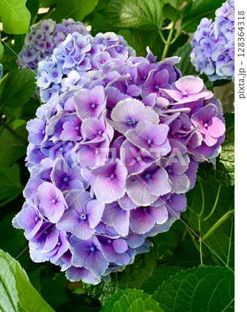 薄紫色の紫陽花クローズアップ〈乙川河川敷/愛知県岡崎市〉 128364318
