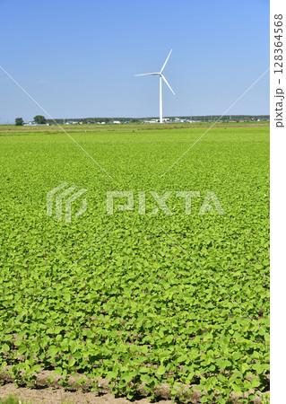夏の北海道江差町で大豆畑の風景を撮影 128364568