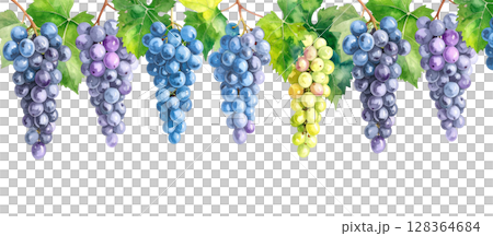 葡萄水彩插圖 128364684