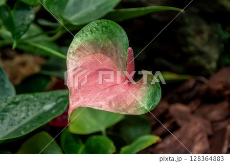 綺麗かつ形がいい、そしてエキゾッチックなアンスリウム 綺麗かつ形がいい、そしてエキゾッチックなアンスリウム 128364883