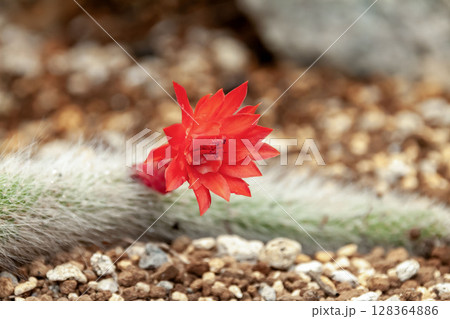 クレイストカクタス・ウィンテリの深紅の花【猫のしっぽサボテン】 128364886