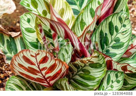 カラテヤ・マコヤナの色とりどり葉脈造形美【背景素材】 128364888