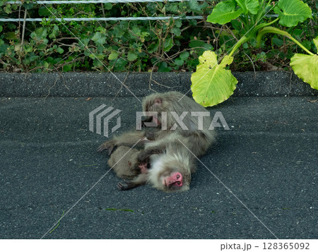道路でくつろぐ野生の猿 128365092
