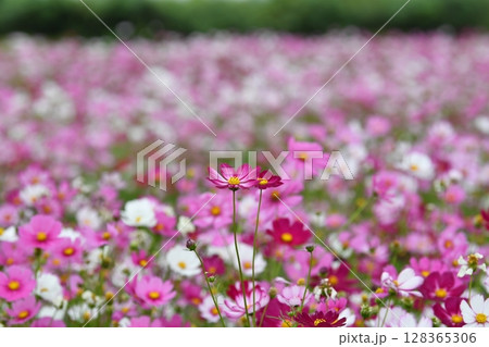 Pink Cosmos Flower in a Garden 128365306