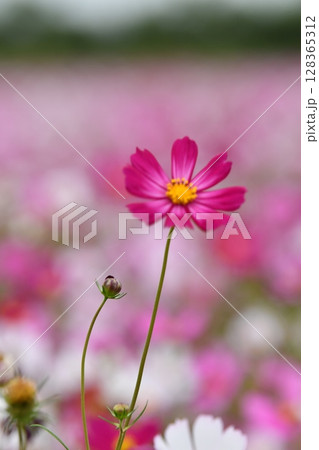 Pink Cosmos Flower in a Garden 128365312