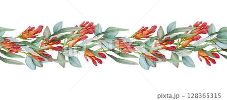 Red kangaroo paw flower with eucalyptus leaves floral decor seamless border element. Watercolor illustration. Australia native florals elegant seamless border decoration on white background 128365315