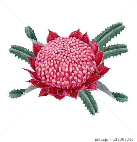 Waratah red flower with leaves element watercolor botanical illustration. Waratah flower Australian native wildflower. Hand drawn telopea blossom isolated on white background 128365316