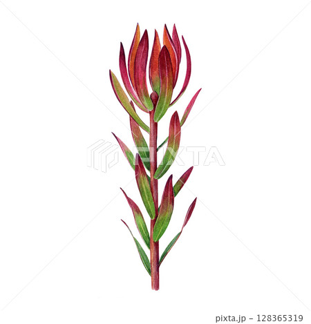 Leucadendron safari sunset evergreen shrub stem with leaves watercolor vintage style botanical illustration. Hand drawn leucadendron plant stem element isolated on white background 128365319