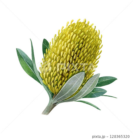 Banksia yellow flower bud with leaves watercolor botanical illustration isolated on white background. Hand drawn banksia Australia native blooming wildflower plant 128365320