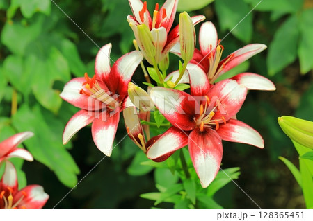 美しい百合の花 美しい百合の花 128365451