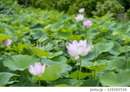 ハス 花 初夏 梅雨 7月 イメージ 128365556
