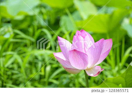 ハス 花 初夏 梅雨 7月 イメージ ハス 花 初夏 梅雨 7月 イメージ 128365571