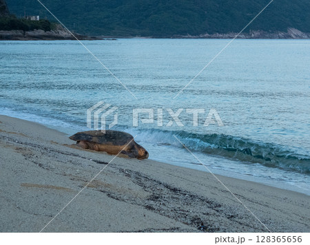 産卵後、海に帰る母海亀 産卵後、海に帰る母海亀 128365656
