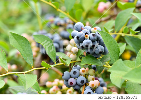 ブルーベリー 128365673
