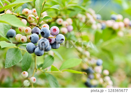 ブルーベリー 128365677