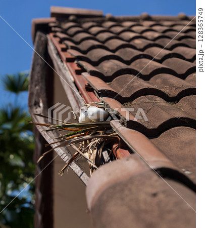 Birds nesting under old roof that loose or broken tiles and eaves. 128365749