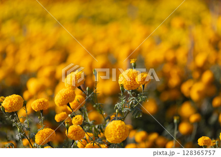 Marigolds for Orange Egg Yolks and Healthy Chickens. 128365757