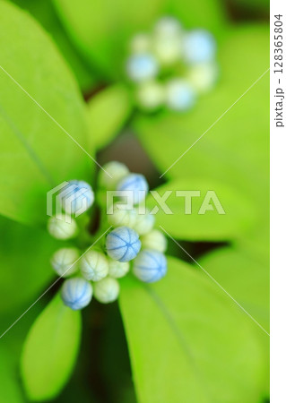 カラフルな紫陽花 カラフルな紫陽花 128365804