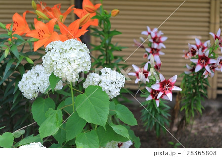 カラフルな紫陽花 128365808