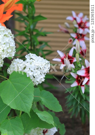 カラフルな紫陽花 カラフルな紫陽花 128365811