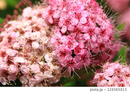 カラフルな紫陽花 カラフルな紫陽花 128365813