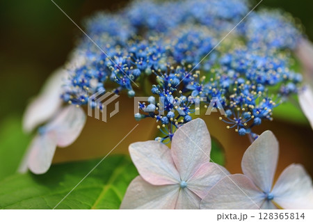 カラフルな紫陽花 128365814
