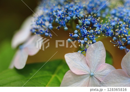 カラフルな紫陽花 128365816