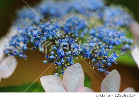 カラフルな紫陽花 128365817