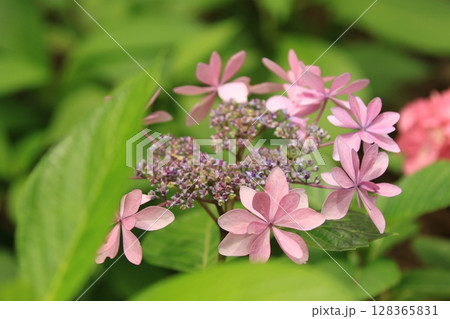 カラフルな紫陽花 カラフルな紫陽花 128365831