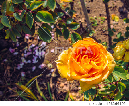 めぬま道の駅　バラ園薔薇の花4ー63 128366102