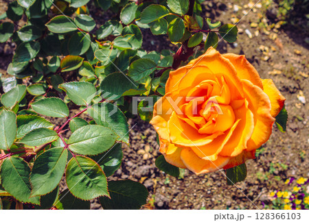 めぬま道の駅 バラ園薔薇の花4ー64 めぬま道の駅 バラ園薔薇の花4ー64 128366103